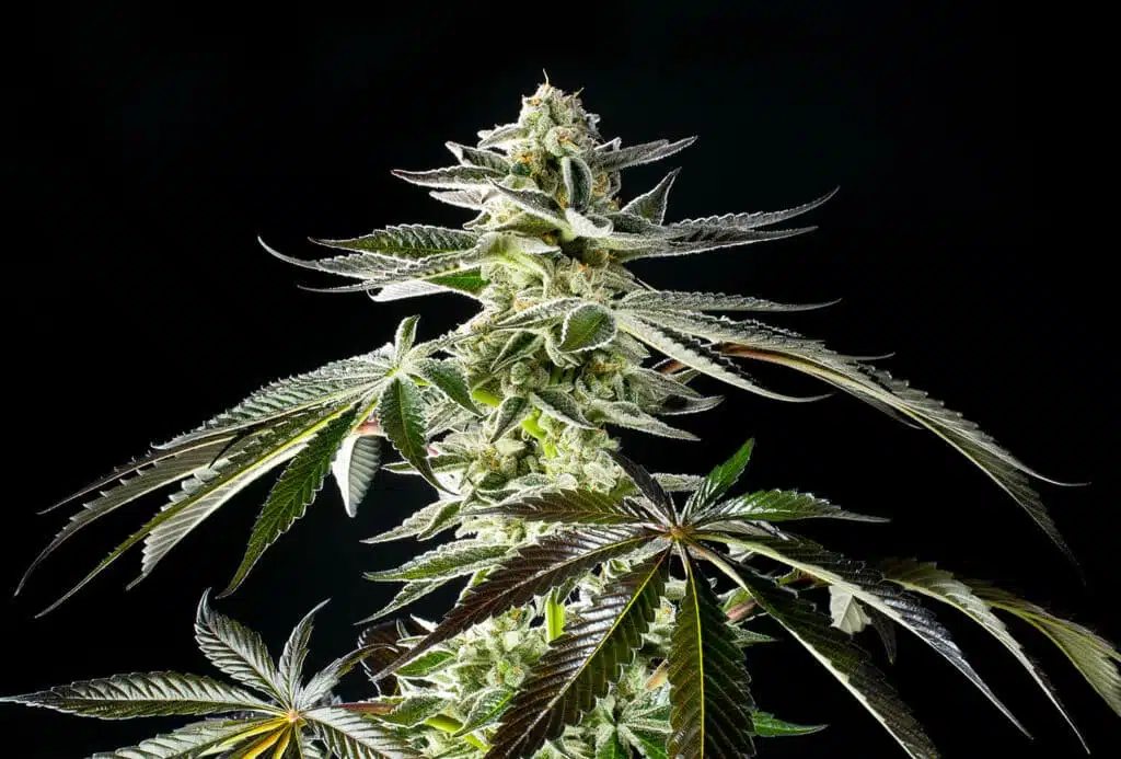 Strain logo
