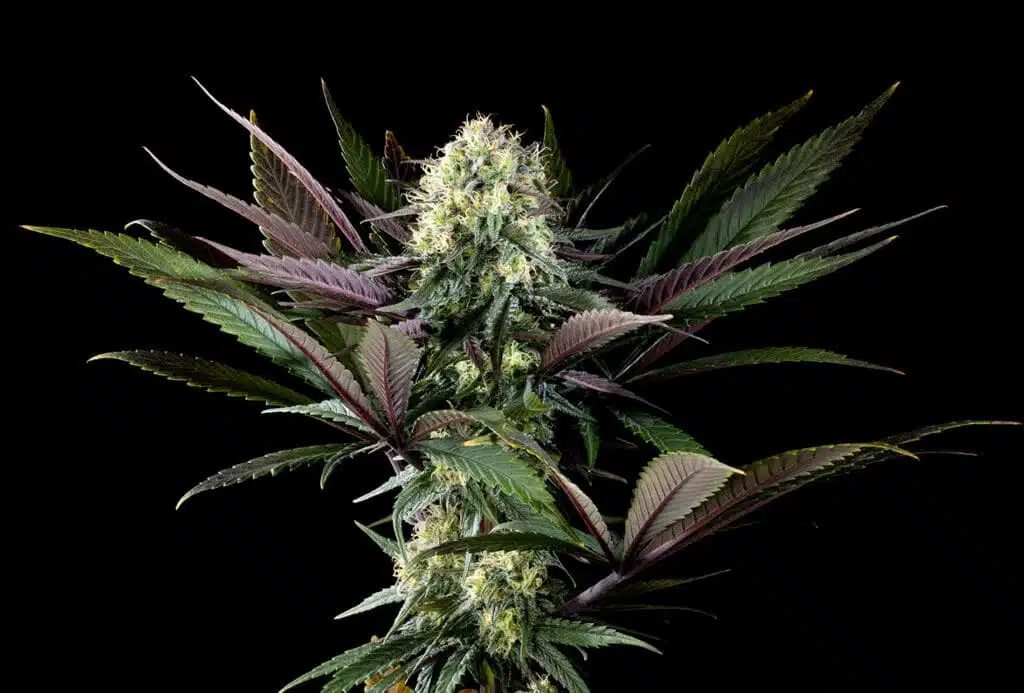 Strain logo
