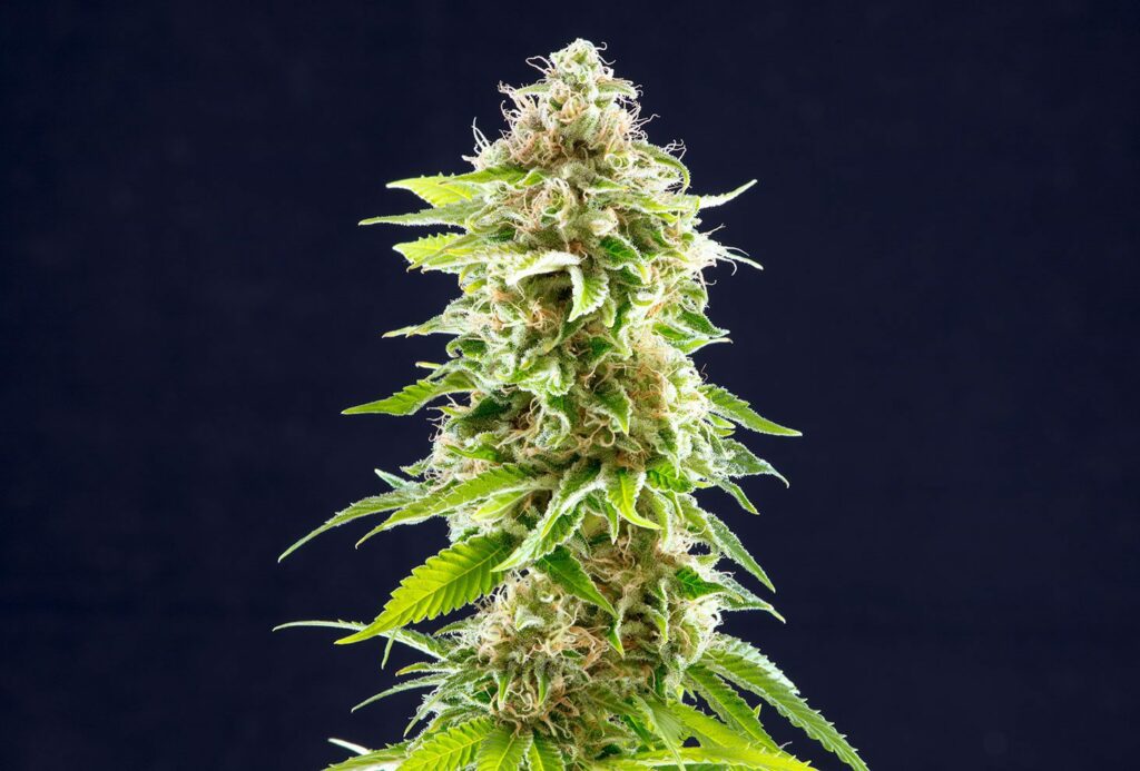 Strain logo