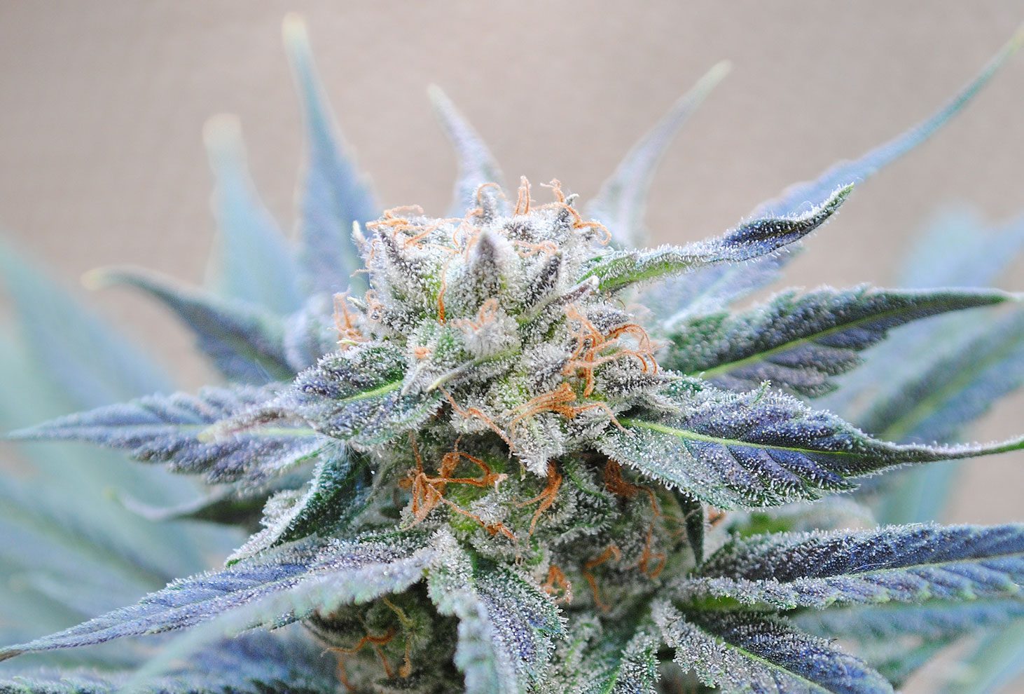 Strain logo