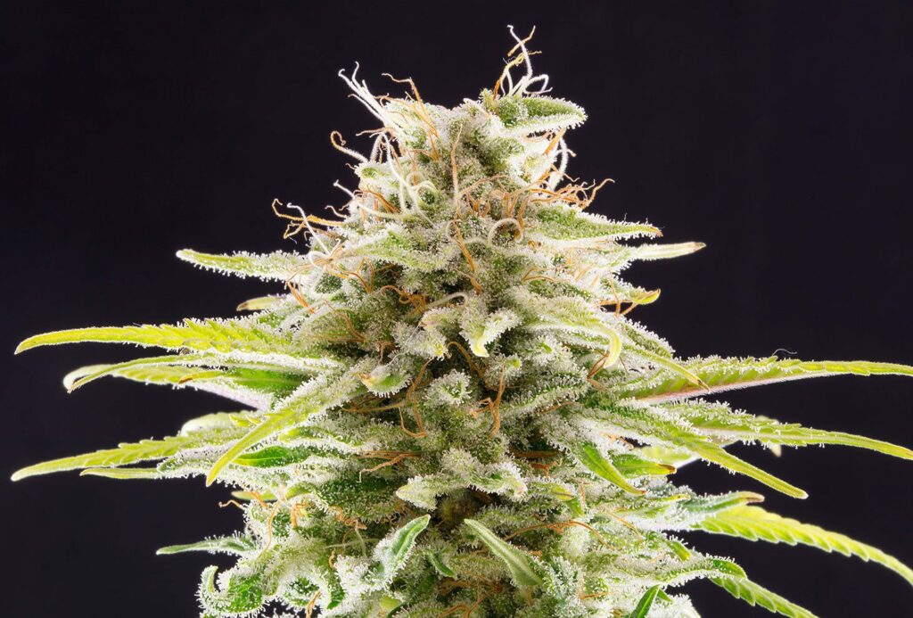 Strain logo